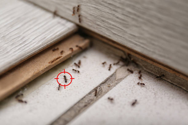 Best Emergency Pest Control  in Rome, GA