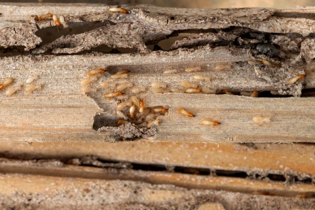 Trusted Rome, GA Pest Control Experts